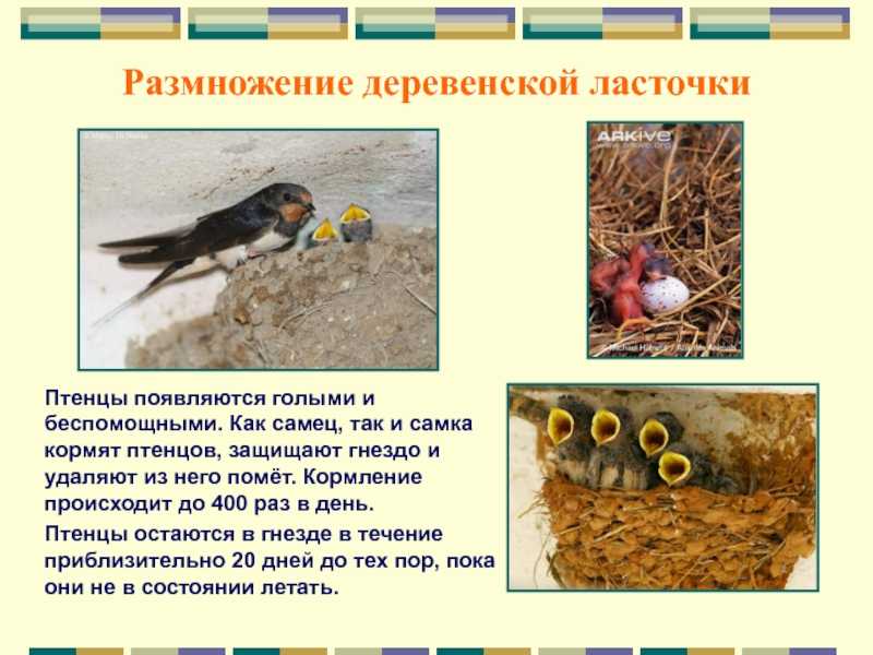 Яйца на фаркоп: крутой прикол для автомобиля