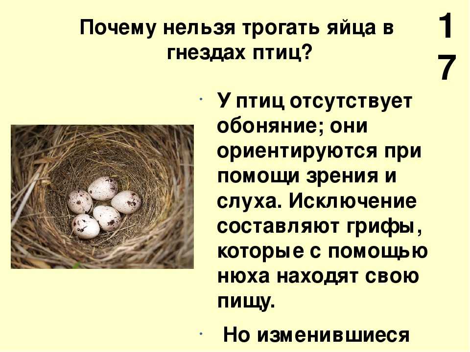 Почему птицы откладывают яйца