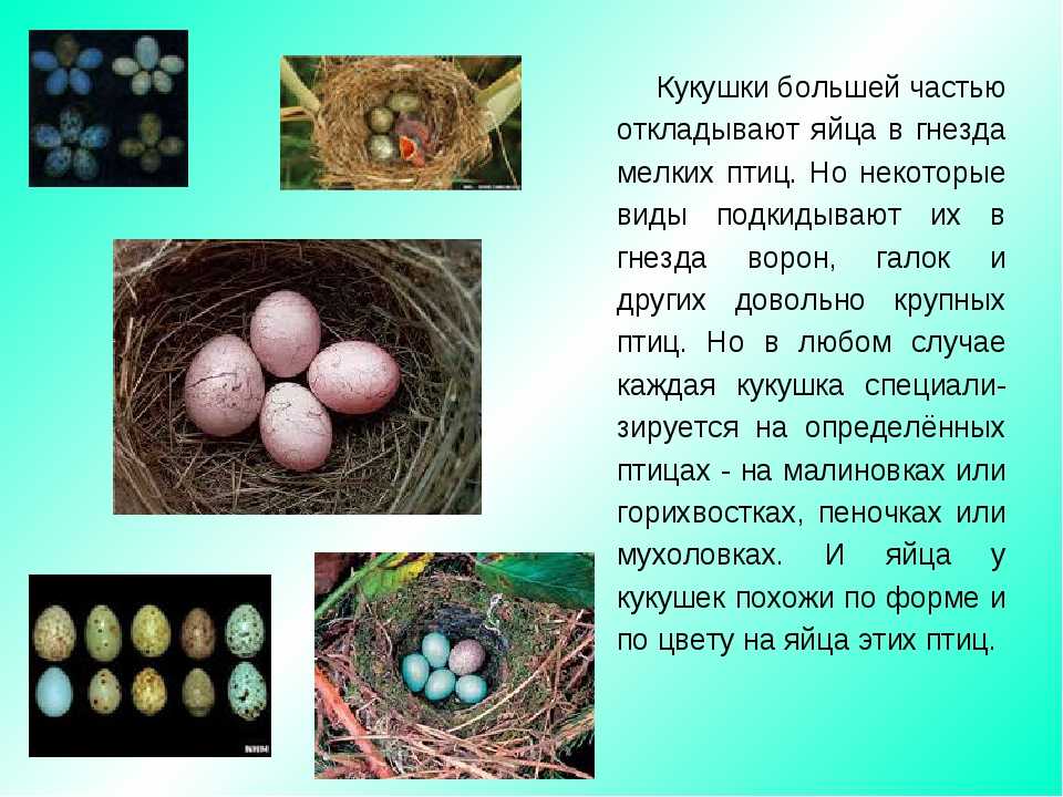 Какие бывают яйца у птиц названия и фото